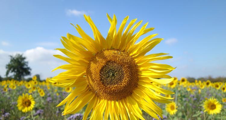 花语情缘（探究代表友谊的鲜花及其寓意，送花搭配技巧）