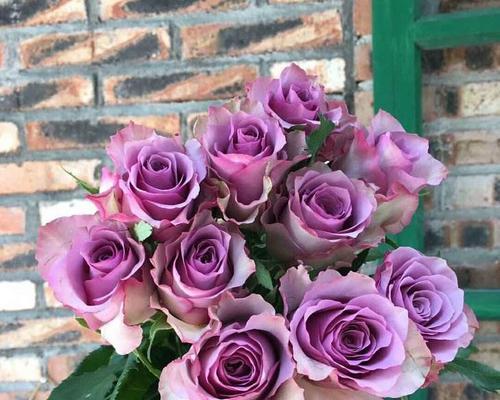 “探秘美丽的玫瑰花品种”（发现最适合您家园的花品——8个令人心动的玫瑰花品种）