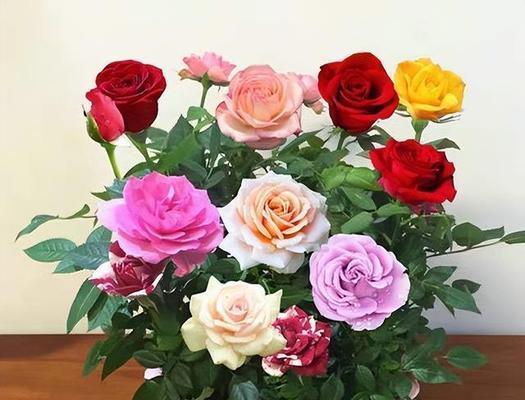 “探秘美丽的玫瑰花品种”（发现最适合您家园的花品——8个令人心动的玫瑰花品种）