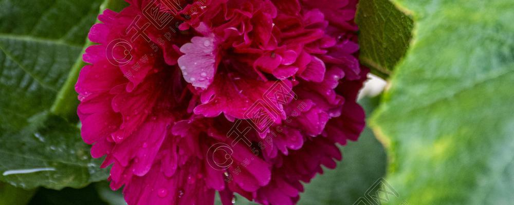 一丈红——中国传统名花