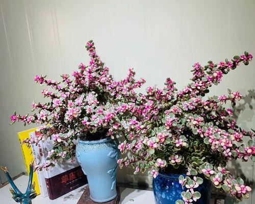 雅乐之舞养殖指南（打造一个美丽与和谐共存的水族环境）