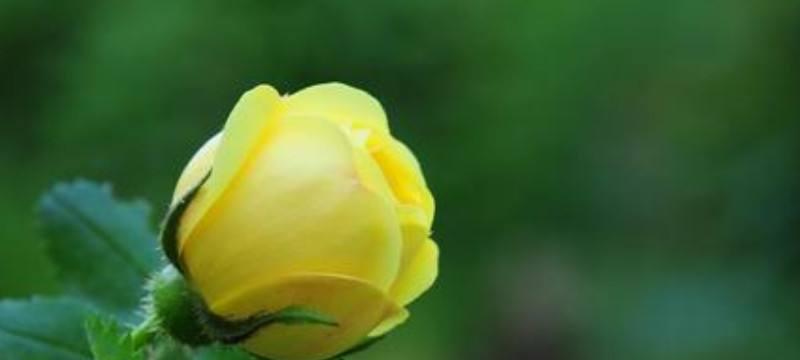 黄玫瑰代表的寓意（探寻黄玫瑰背后的深层含义）