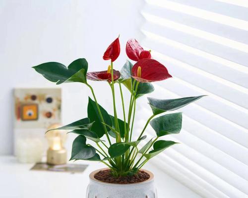 让室内更美丽——好养的开花植物推荐（增加氧气，提高生活质量的秘密武器）