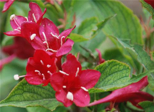 花叶锦带花——打造绿色家居的首选植物（一种易于养护、美观耐看的观叶植物）