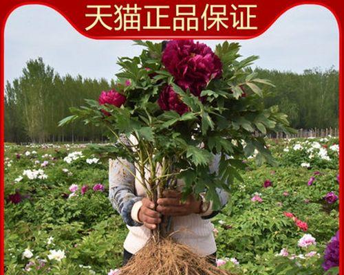 如何种植牡丹苗（牡丹苗的选购、种植、管理和繁殖技巧）