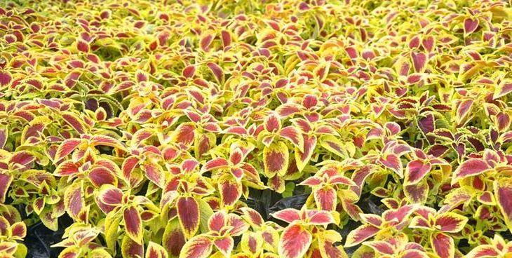 彩叶草的养殖方法——从发芽开始（如何让彩叶草茁壮成长？发芽技巧必备）