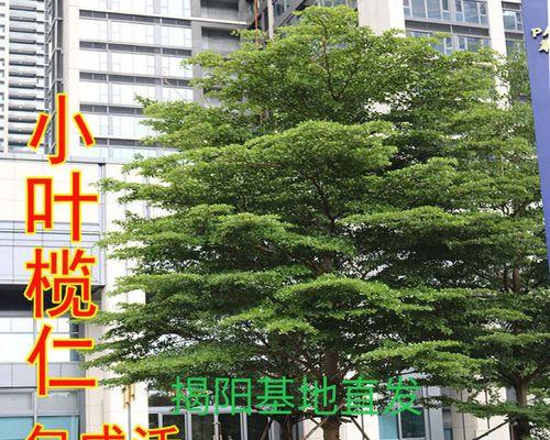 如何成功养殖伞树？（从选种到管理全攻略，轻松掌握伞树的种植技巧）
