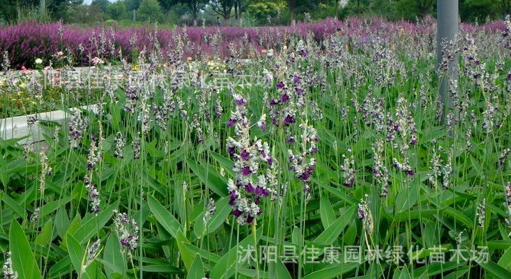 水生观赏植物——水中的绿色世界（欣赏水中花园，领略水中生命之美）