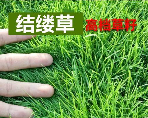 结缕草种子的播种方法（掌握种植技巧，收获丰盈）