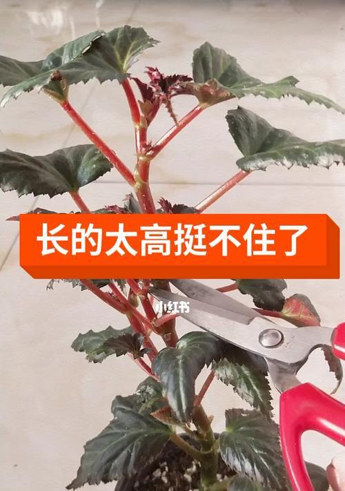 如何正确养殖和修剪玻璃海棠花（玻璃海棠花的养殖方法和修剪技巧）