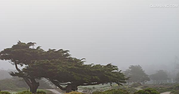 揭秘松柏树的形态特征（了解松柏树的枝叶、根系、花果等特点）