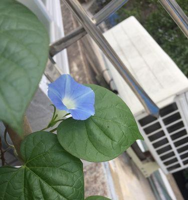 牵牛花的颜色和形状（探秘牵牛花的丰富多彩外貌）