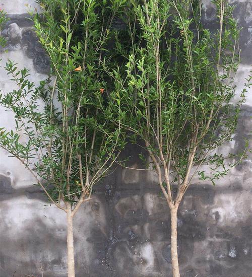 石榴树的种植与管理方法（打造丰收石榴园，助力农民增收）