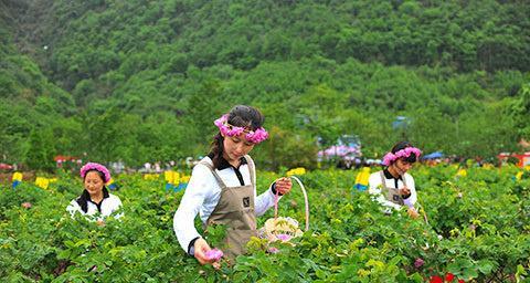 如何种植玫瑰花？（从选种到成长的全过程）