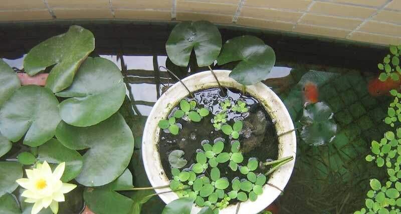 盆栽睡莲的种植技巧（打造自己的水上花园，让睡莲成为你家最美的装饰）