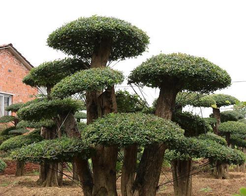 节白蜡盆景的养护技巧（美化家居环境，让盆景常青——节白蜡盆景的种植与养护）