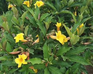 黄蝉花的养护方法（打造绚丽多彩的花园）