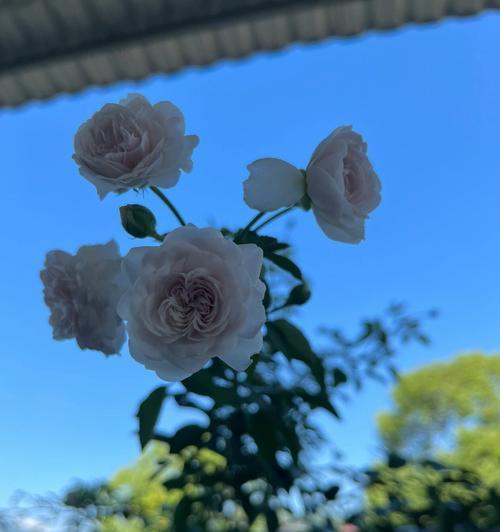 蓝色阴雨开花奇景（蓝色阴雨下的惊奇与美丽）