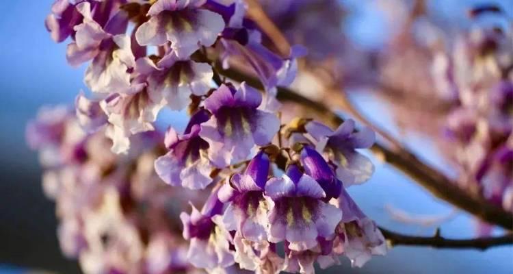 泡桐花开花季节及特点（探究泡桐花的花期和观赏价值）