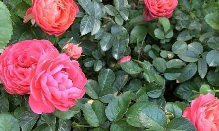 让月季花年年开花的秘诀（月季花开花技巧，让花儿绽放无限）