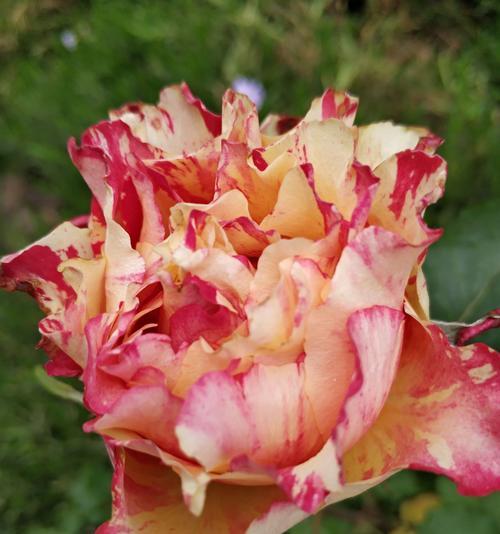 让月季花年年开花的秘诀（月季花开花技巧，让花儿绽放无限）