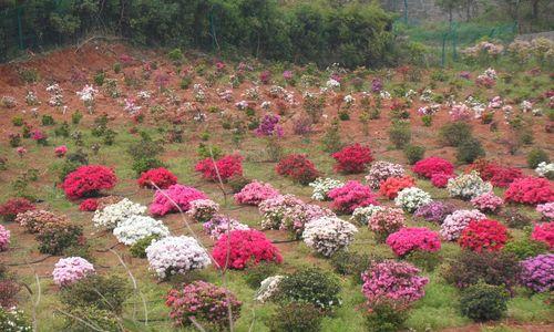 杜鹃花种植方法大全（了解如何让你的杜鹃花长得更美丽健康）