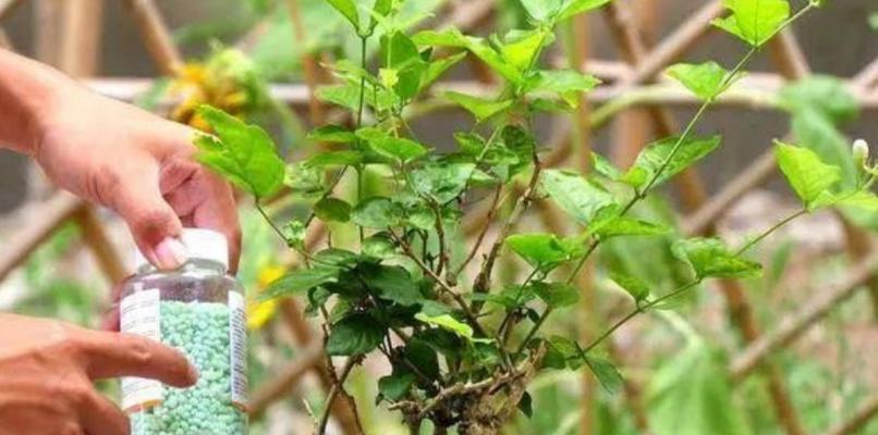 为什么家里不能种茉莉（探究茉莉的生长环境与栽培难点）