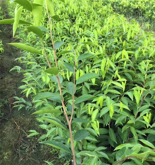 沉香树苗的种植要点（选择合适的种植地点，打造优美的生长环境）
