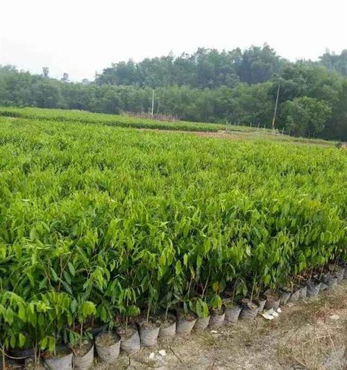 沉香树苗的种植要点（选择合适的种植地点，打造优美的生长环境）