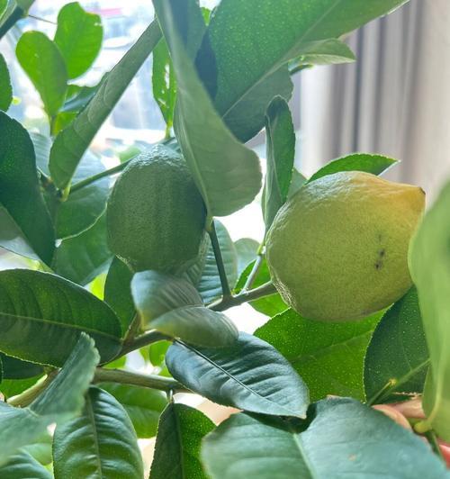 柠檬树栽培全攻略（如何让你的柠檬树茁壮成长？关注这些技巧！）