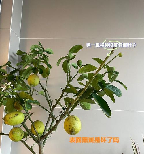 柠檬树栽培全攻略（如何让你的柠檬树茁壮成长？关注这些技巧！）