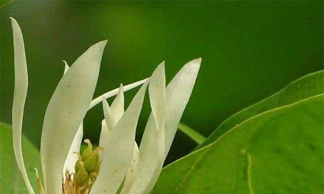 养殖白兰花虫害防治（白兰花保护的重要性及虫害种类介绍）