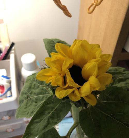 水养向日葵，你需要知道的所有事情（向日葵爱水，但也需要晒太阳）