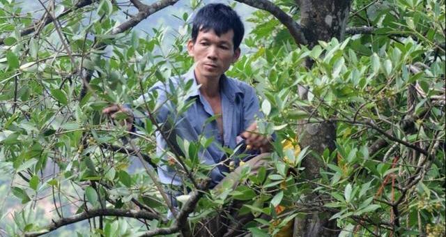 八角树在北方的种植情况（探究八角树在北方生长的可能性及其特点）