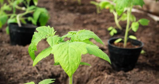 番茄种植全攻略（管理技巧与栽培技术）