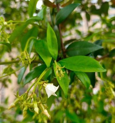 如何让风车茉莉扦插生根最快？（分享实用方法，快速让风车茉莉扦插生根）