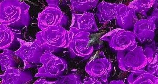 探究紫色玫瑰的象征意义（探究紫色玫瑰的象征意义）