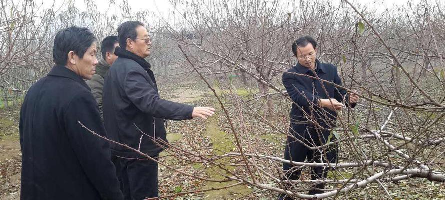 如何正确地修剪桃树？（时间和方法的选择对桃树生长非常重要）