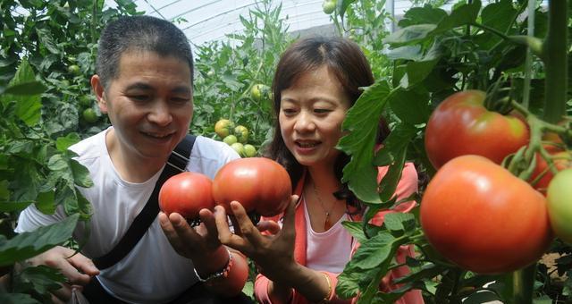 如何种植优质西红柿（一步一步教你打造高产、高质量的西红柿田园）