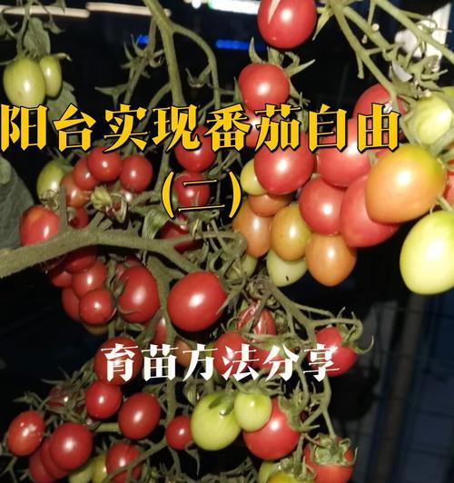 如何种植优质西红柿（一步一步教你打造高产、高质量的西红柿田园）