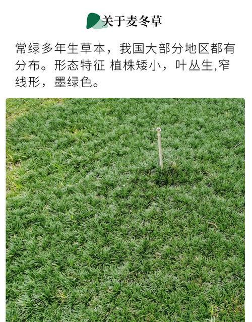 玉龙草的种植与养护（打造美丽花园的必备技能）