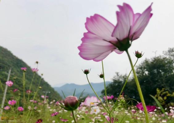 赏秋花，发现秋天最美的花儿（揭开秋天花海的神秘面纱，找寻美丽的秋天）