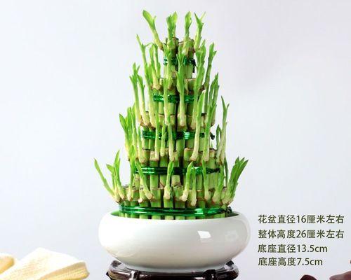 节节高竹子怎么养？（教你打造绿色的家庭花园！）