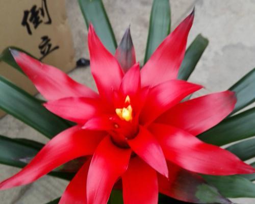 观赏凤梨的养殖方法(打造热带风情的家居绿植)_花植网