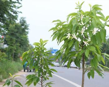 黄葛兰种植与养护（如何打造美丽的黄葛兰花园）