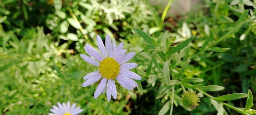 多年生草本花卉，好养的种类有哪些？（挑选好养品种，让你的花园常青如春）