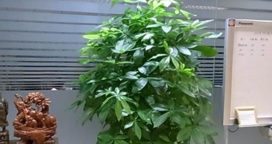 发财树高了怎样打尖（手把手教你打理高大的发财树，让其健康生长）