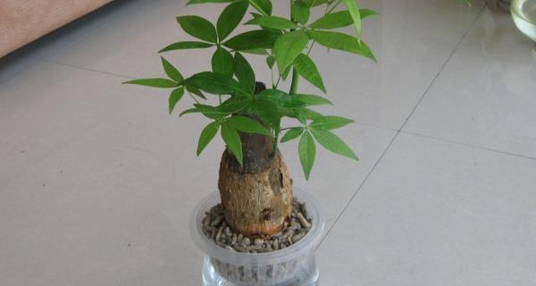 发财树高了怎样打尖（手把手教你打理高大的发财树，让其健康生长）