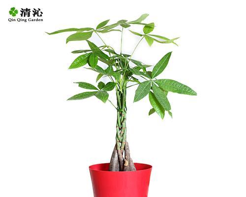 发财树高了怎样打尖（手把手教你打理高大的发财树，让其健康生长）