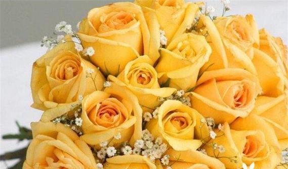 黄玫瑰花的意义（探索黄玫瑰的花语和象征意义）